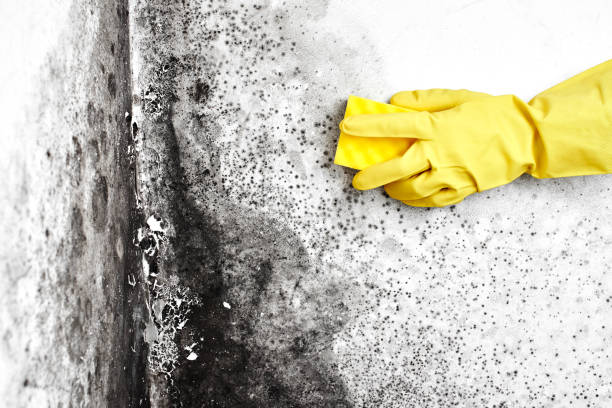 Best Air Quality Testing for Mold Spores  in Waverly, OH