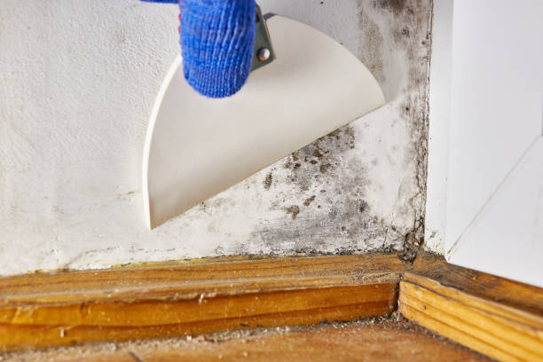 Best Environmental Consulting for Mold Prevention  in Waverly, OH